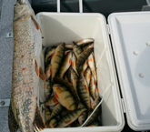 Perch and Bass Fishing 03 | Lakeside Fishing Charters