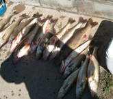 Walleye Fishing 03 | Lakeside Fishing Charters